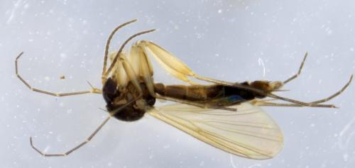 Brevicornu griseicolle