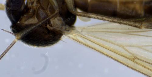 Brevicornu griseicolle