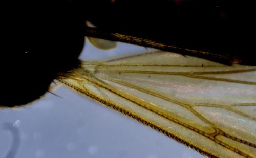Brevicornu griseicolle