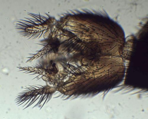 Brevicornu griseicolle