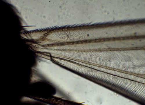 Réf. 354 568 : Brevicornu griseicolle
