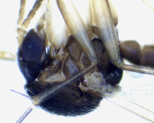 Brevicornu griseicolle