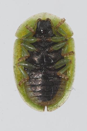 Réf. 354 977 : Cassida inquinata