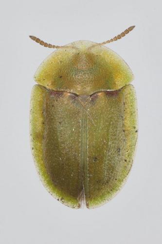 Cassida inquinata