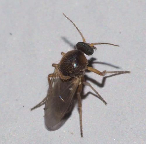 Réf. 354 476 : Forcipomyia sp.