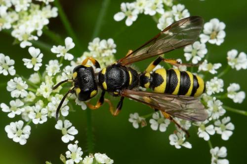 Cerceris arenaria