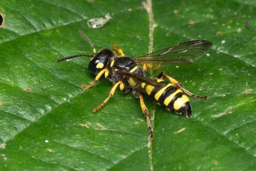 Cerceris arenaria
