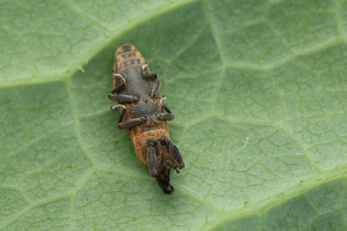 Lixus brevipes