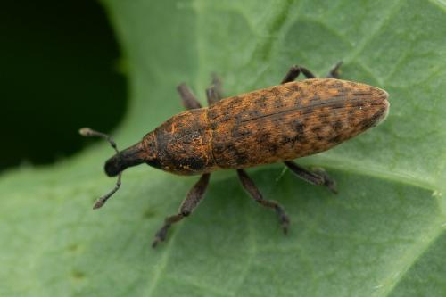 Lixus brevipes