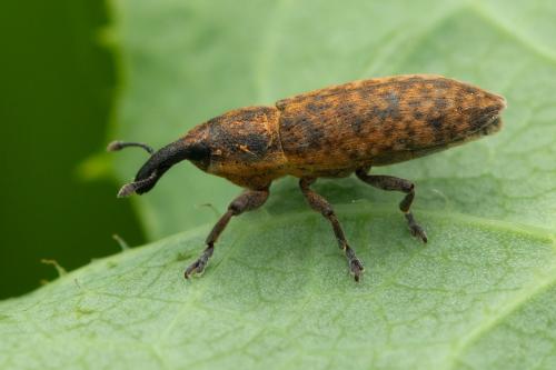 Lixus brevipes