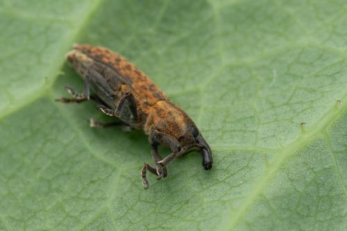 Lixus brevipes