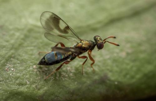Cleonymus sp.