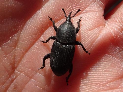 Scyphophorus acupunctatus