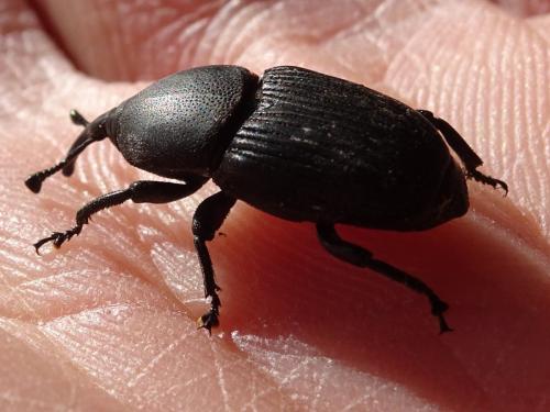Scyphophorus acupunctatus