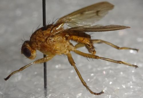 Réf. 354 408 : Suillia sp.