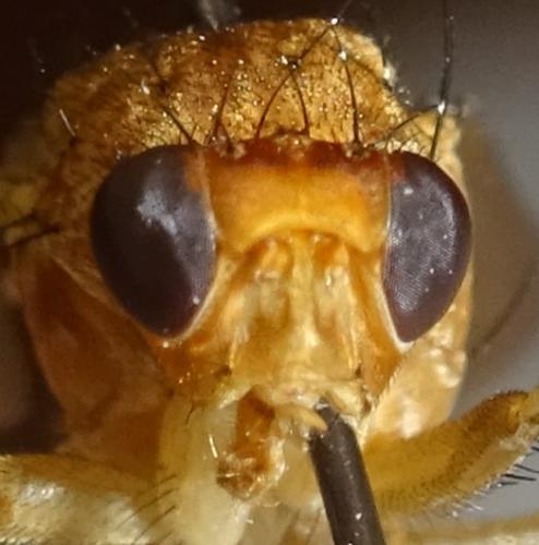 Suillia sp.