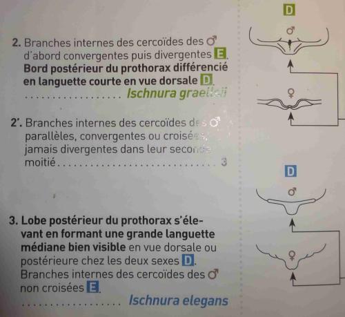 Ischnura divers