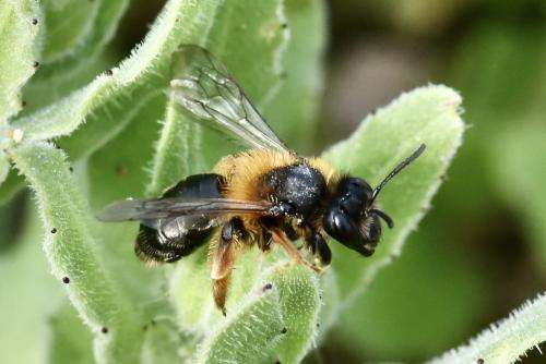 Andrena ferrugineicrus