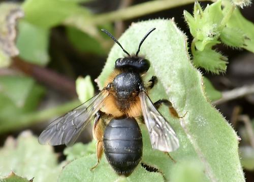 Andrena ferrugineicrus
