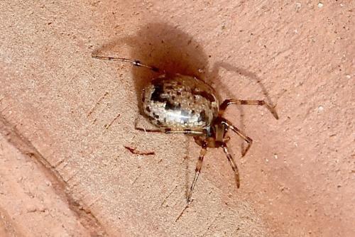 Réf. 354 519 : Enoplognatha sp.