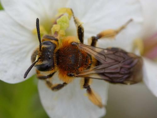 Réf. 354 223 : Andrena lagopus