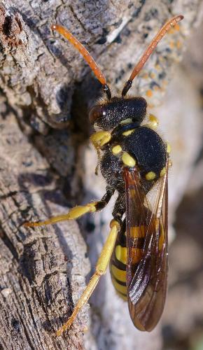 Nomada succincta