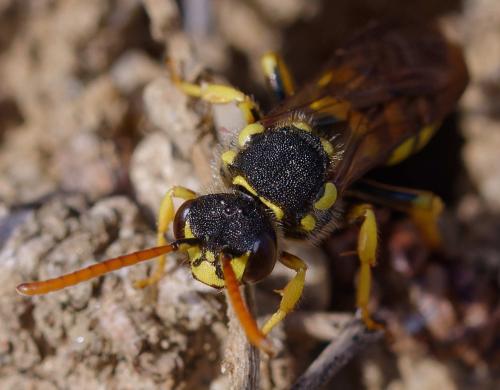Nomada succincta
