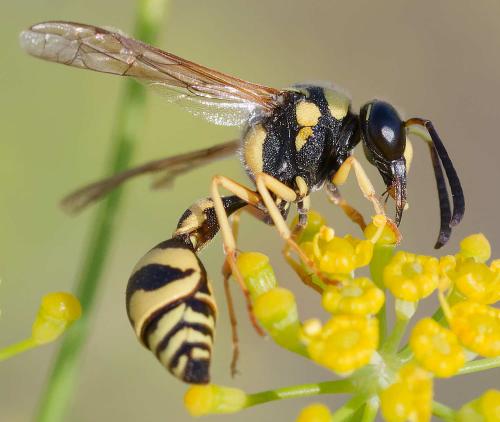 Eumenes sp.