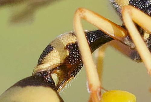 Eumenes sp.