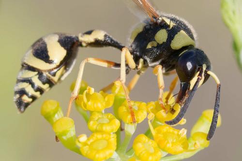 Eumenes sp.
