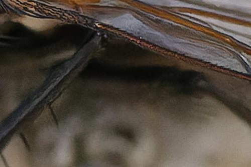 Helina evecta