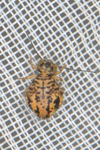 Réf. 354 979 : Sminthurus multipunctatus