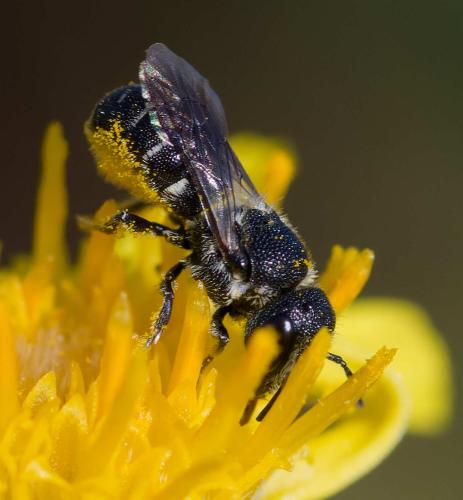 Heriades rubicola