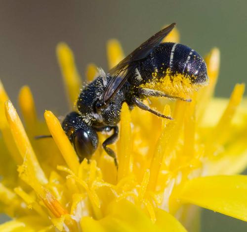 Heriades rubicola