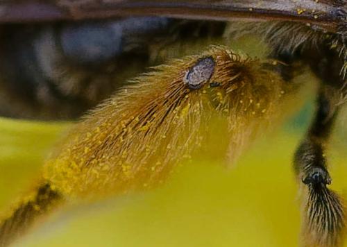 Réf. 354 258 : Andrena sp.