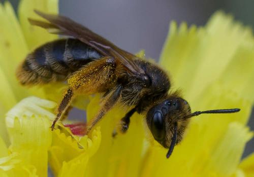 Réf. 354 256 : Andrena sp.