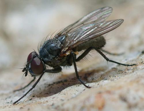 Réf. 354 578 : Delia platura