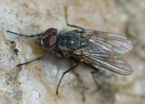 Réf. 354 577 : Delia platura