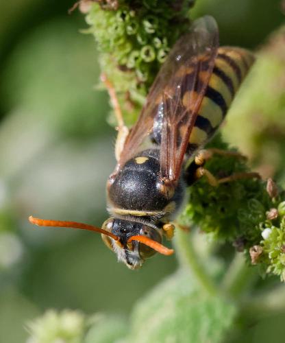 Stizus ruficornis