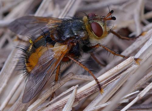 Réf. 354 026 : Tachina fera