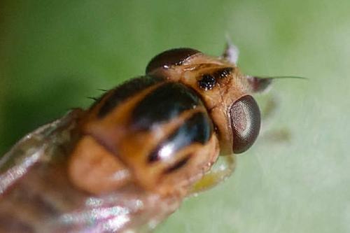 Réf. 354 685 : Thaumatomyia notata