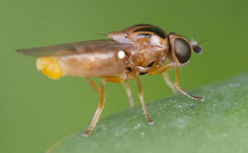 Réf. 354 683 : Thaumatomyia notata
