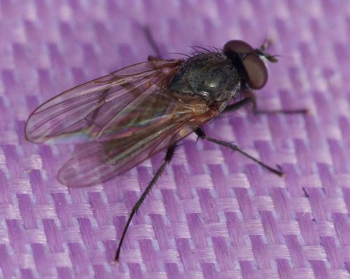 Delia platura