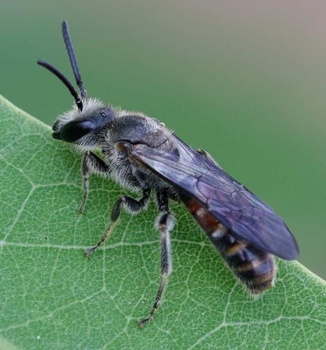 Lasioglossum nigripes
