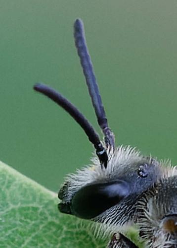 Lasioglossum nigripes