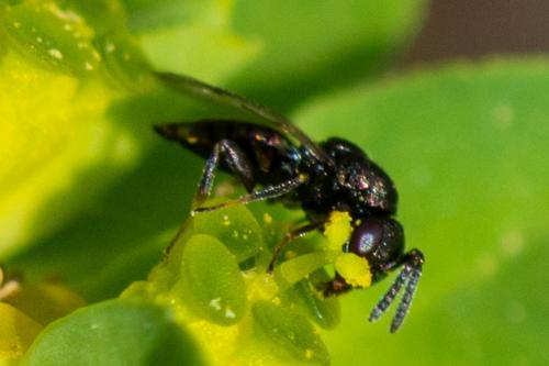 Réf. 354 570 : Pteromalini inconnu