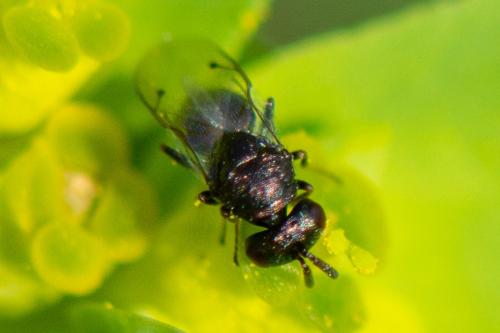 Réf. 354 567 : Pteromalini inconnu