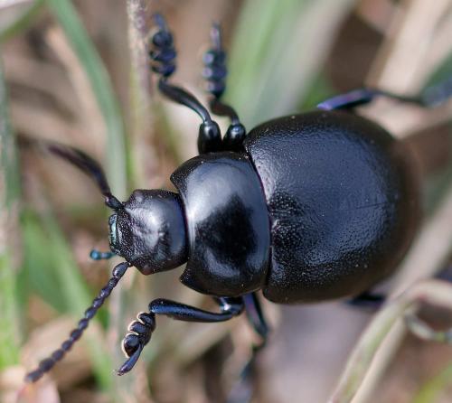 Timarcha goettingensis