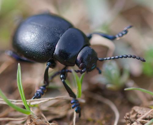 Timarcha goettingensis