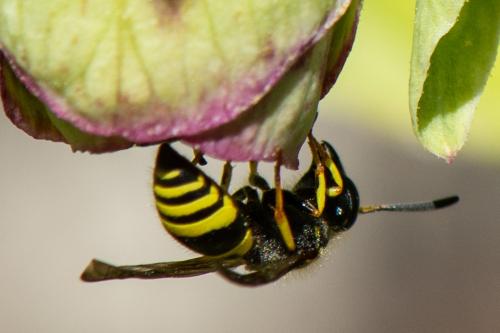 Ancistrocerus sp.
